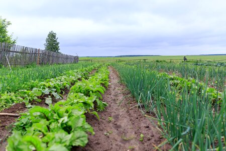 Onion beet agriculture