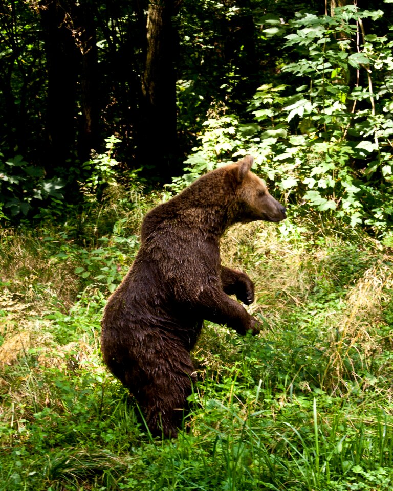 Nature animal world fur