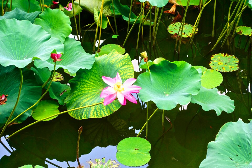 Petals lily plants