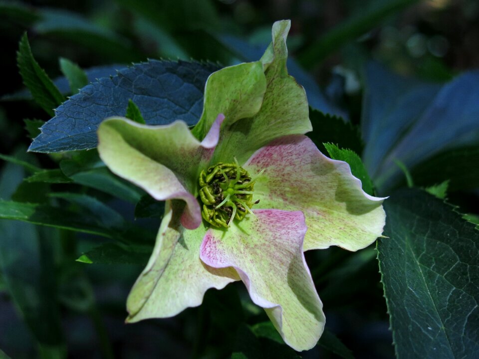 Flower hellebore winterblueher photo