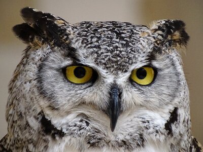 Animal eyes plumage