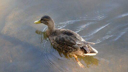 River outdoor photo