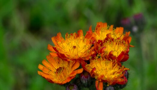 Bloom plant yellow