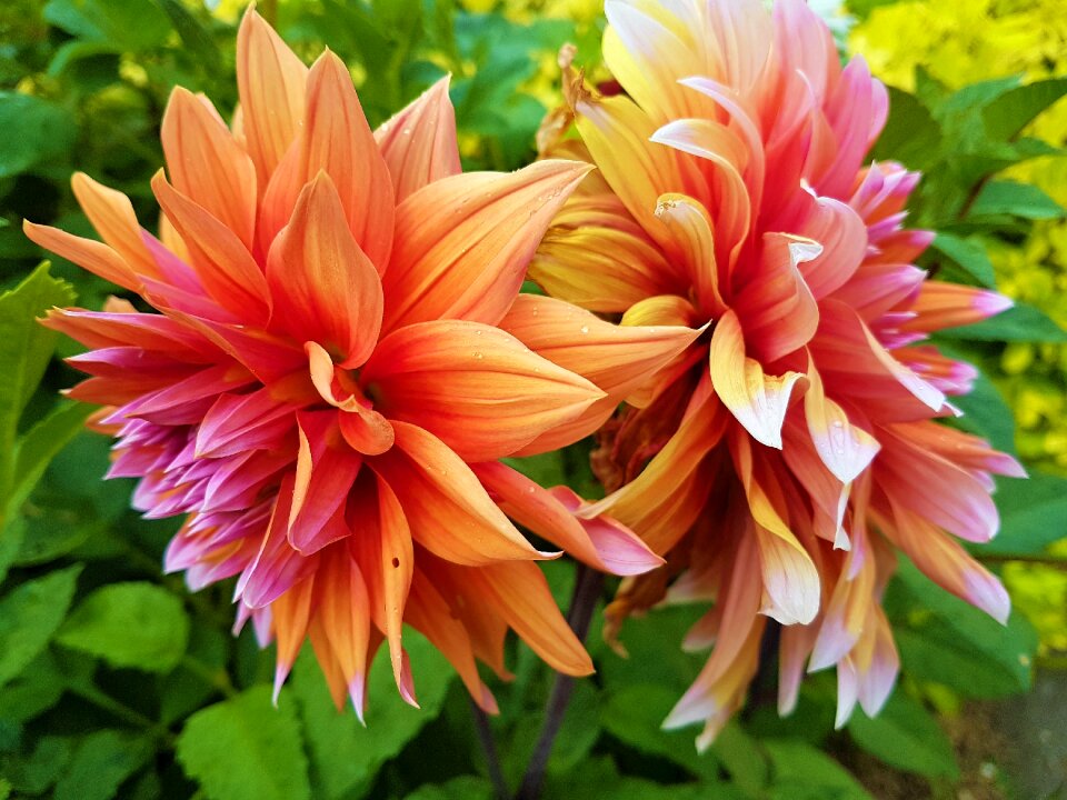 Bloom petal dahlia