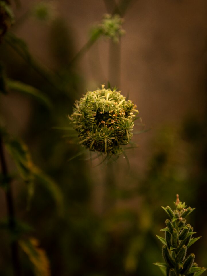 Close up flora lighting