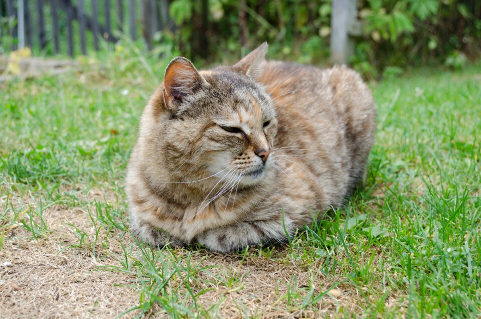 Pet kitten fur photo