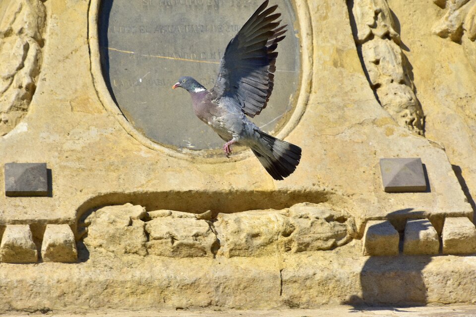 Pen flight wings