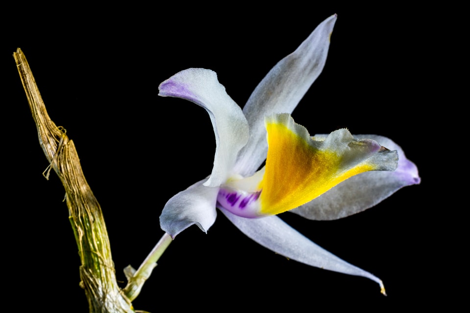 Bloom flower white purple yellow