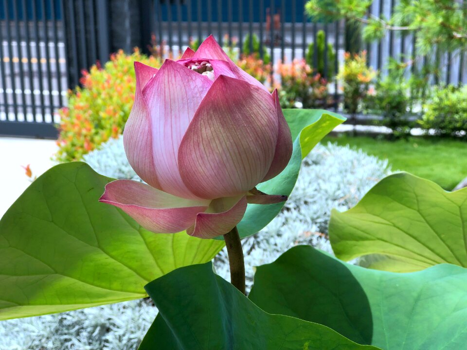Beauty looking forward to thriving