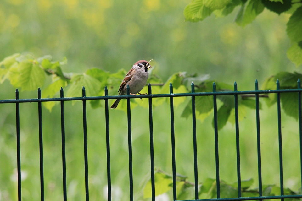 Animal bird fence