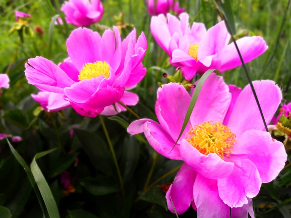 Peonies bright flower