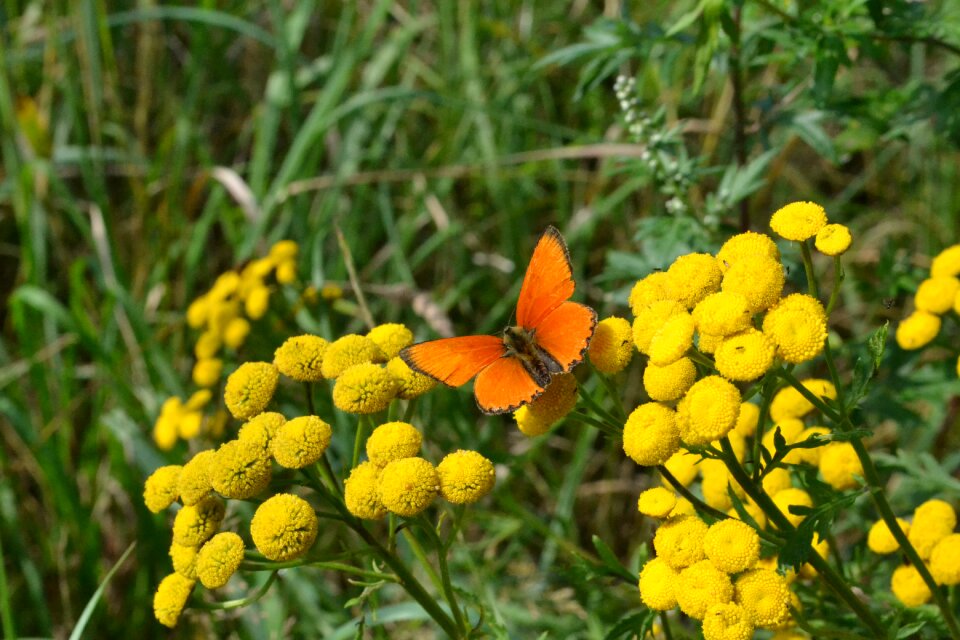 Insect wing flower