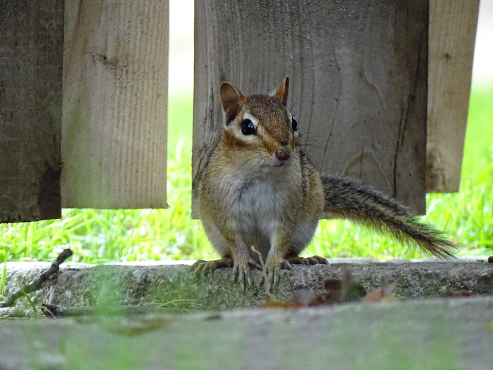 Rodent hairy mammal