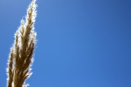 Light summer sky