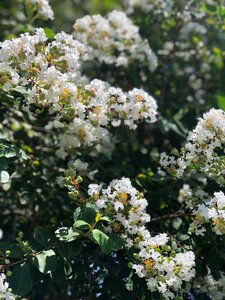 Blooming shrub garden