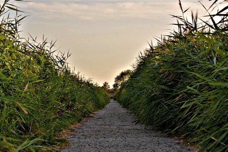 Path landscape green