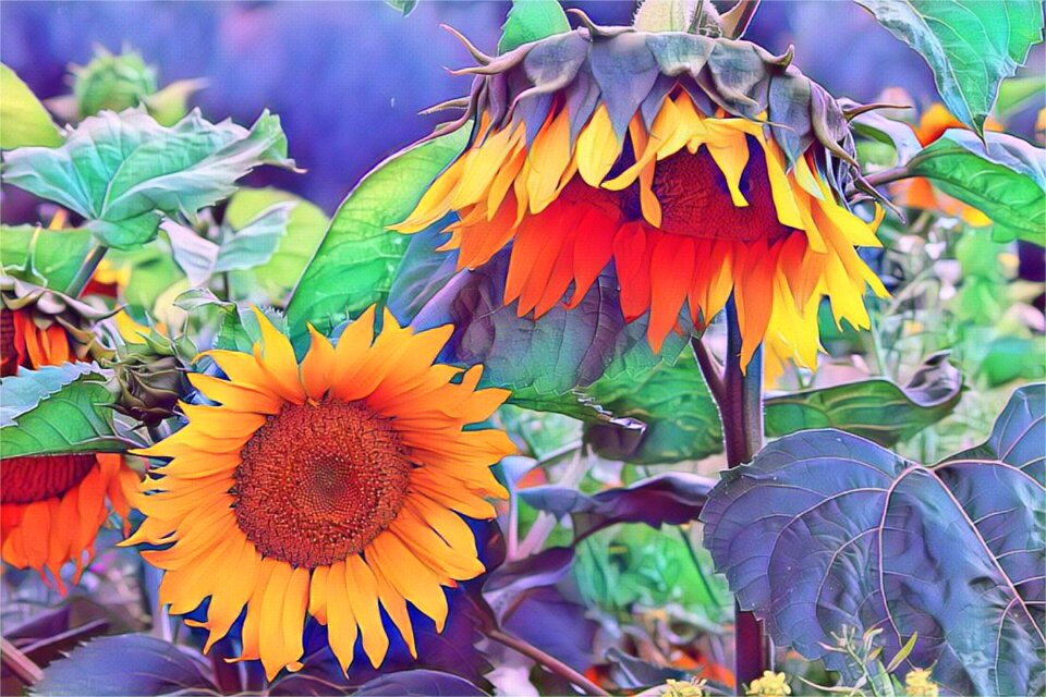 Summer flower bloom