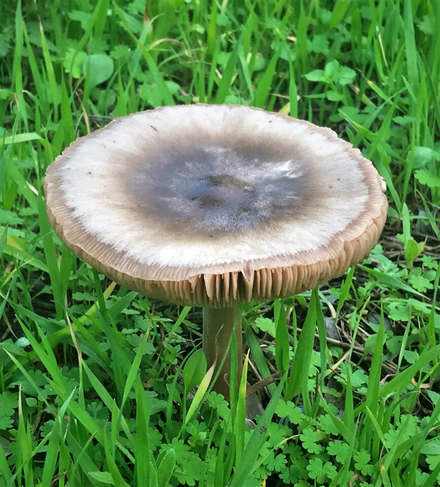 Nature forest