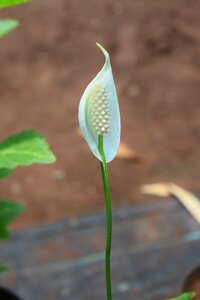 White flowers elegance