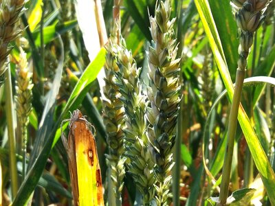 Summer agriculture cereals photo