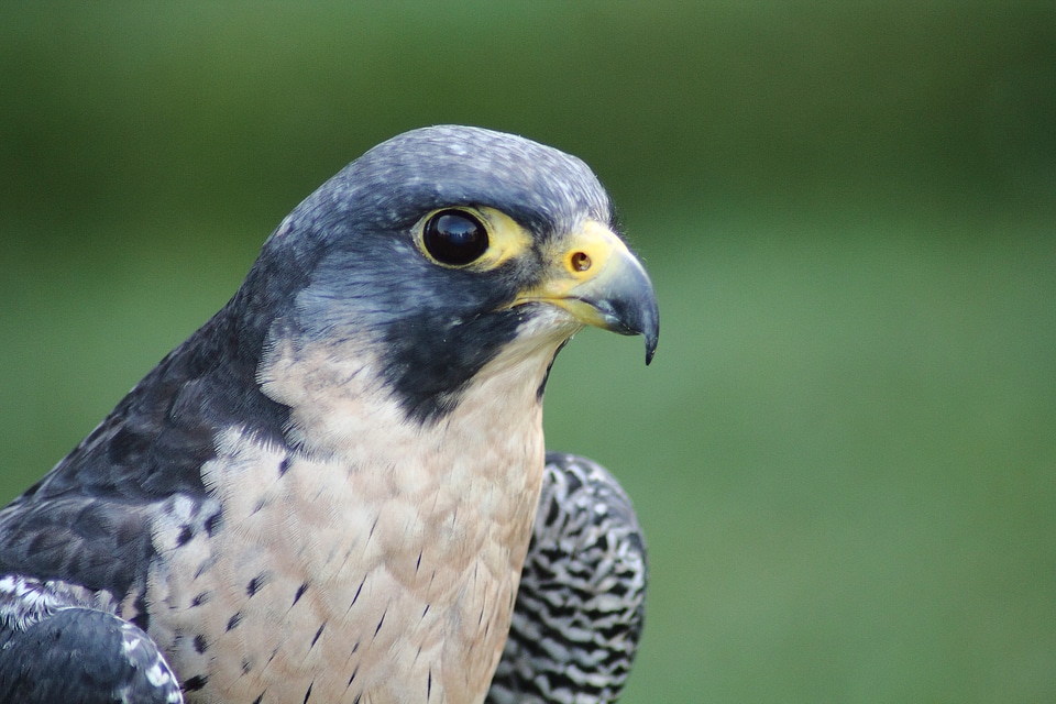 Hawks bird animals nature