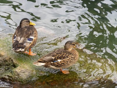 Bird duck pen photo