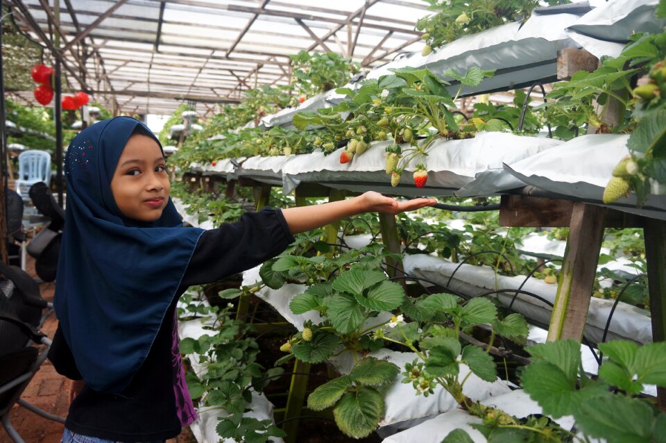 Fruit picking cameron highland