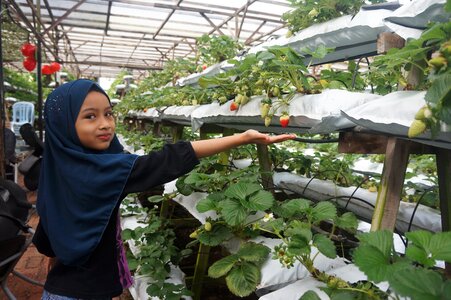 Fruit picking cameron highland