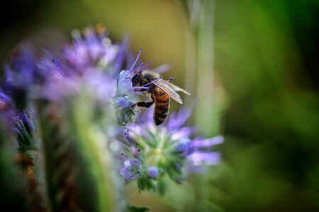 Close up macro beekeeper photo