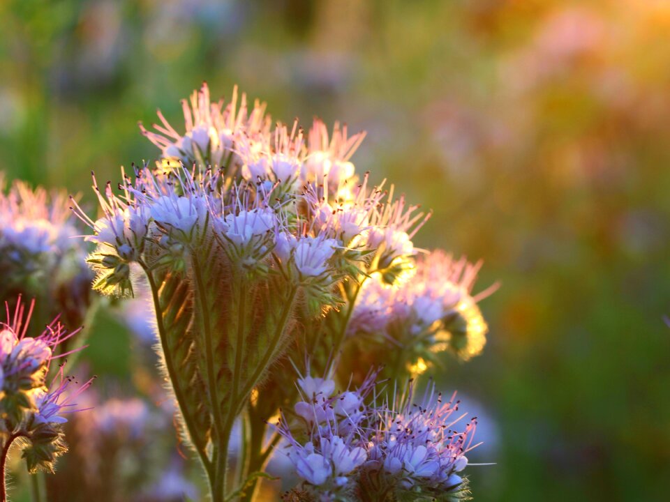 Summer garden flowers