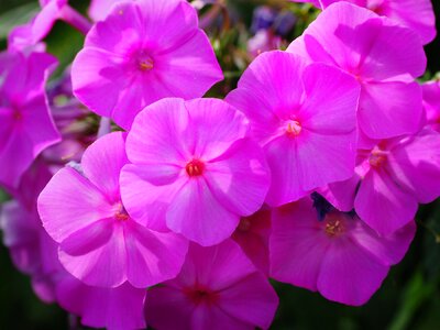 Bright inflorescence flora photo