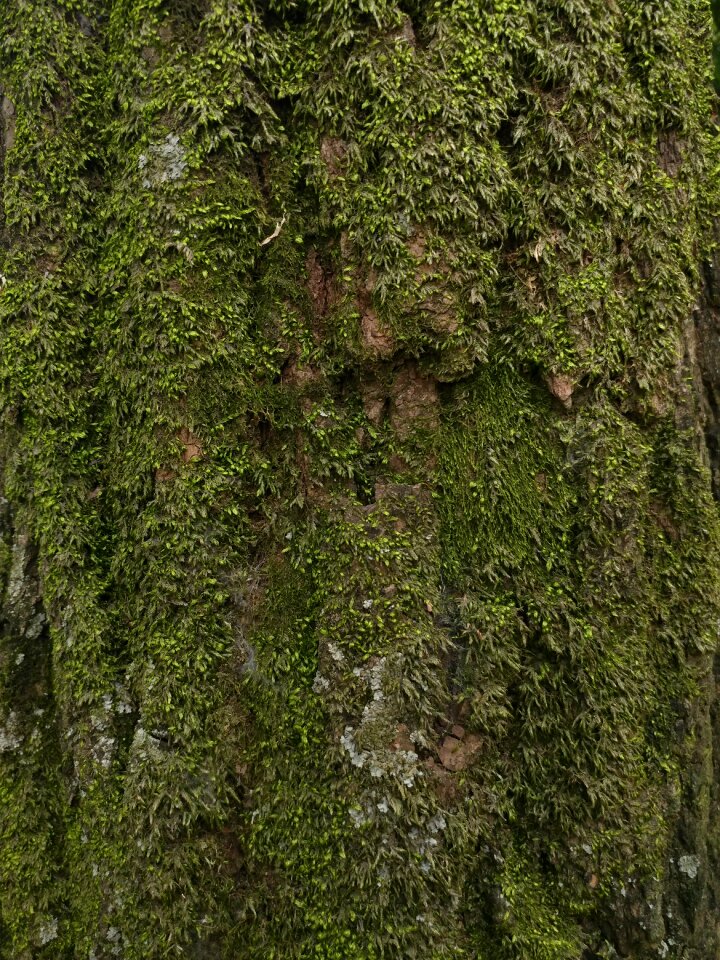 Tree pine moss
