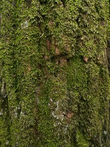 Tree pine moss