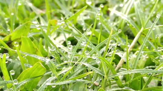 Freshness garden grass