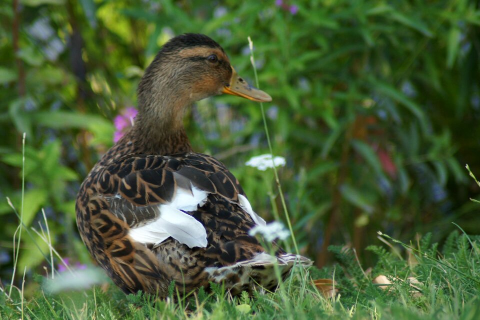 Water bird animal world animal