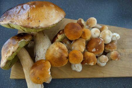 Porcini mushrooms mushrooms mushroom