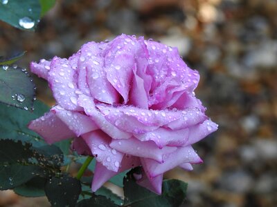 Drops of water nature color