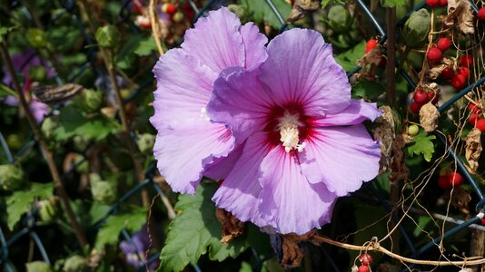 Flower nature garden