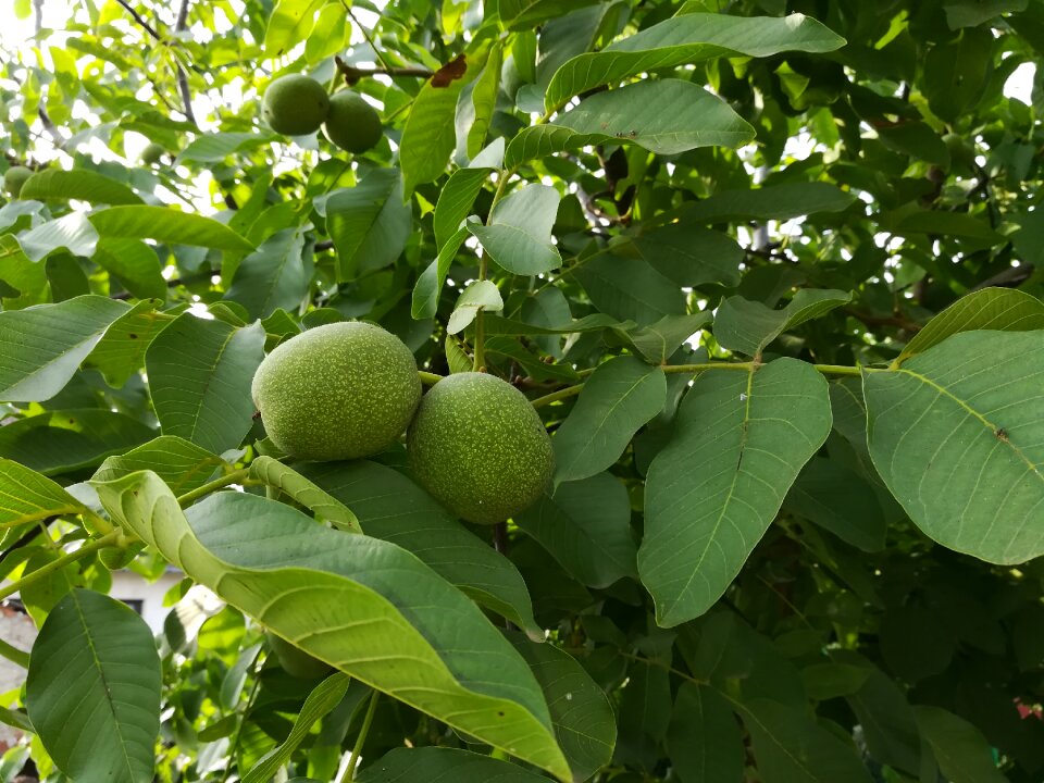 Immature green crop