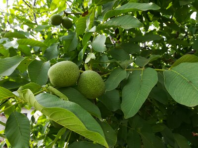 Immature green crop