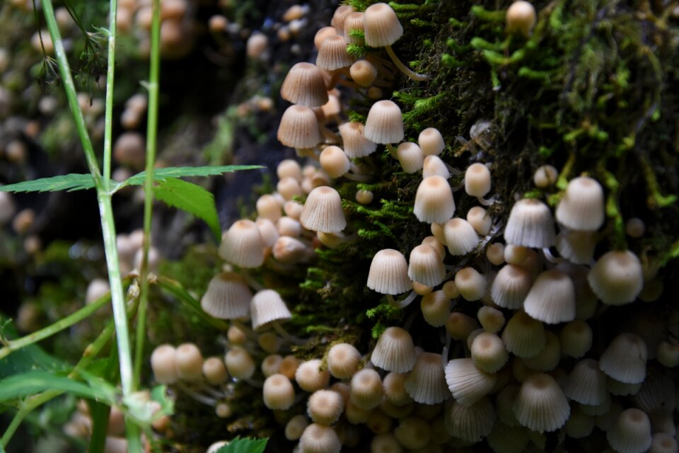 Moss forest floor discovered