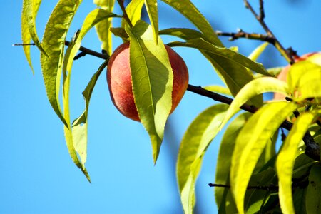 Garden fresh nature