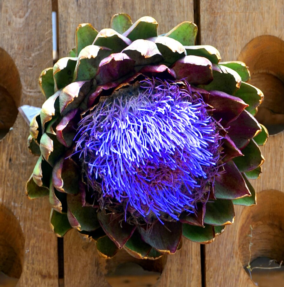 Blue plant garden