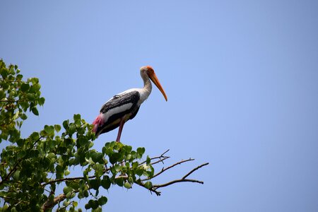 Bird egrets photo