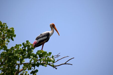 Bird egrets