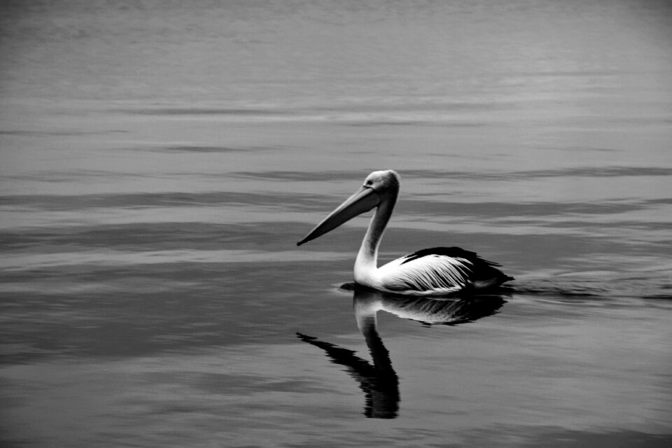 Nature wildlife birds