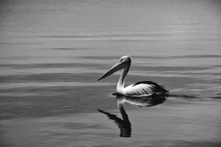 Nature wildlife birds