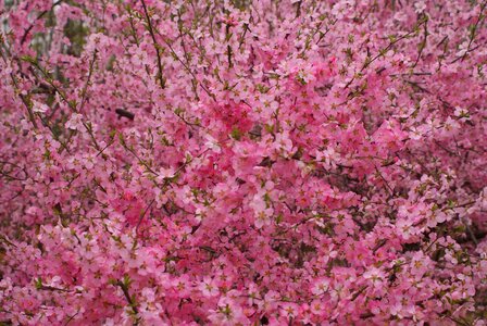 Natural peach blossom pink photo