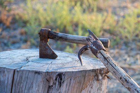 Tree lena woodcutter photo