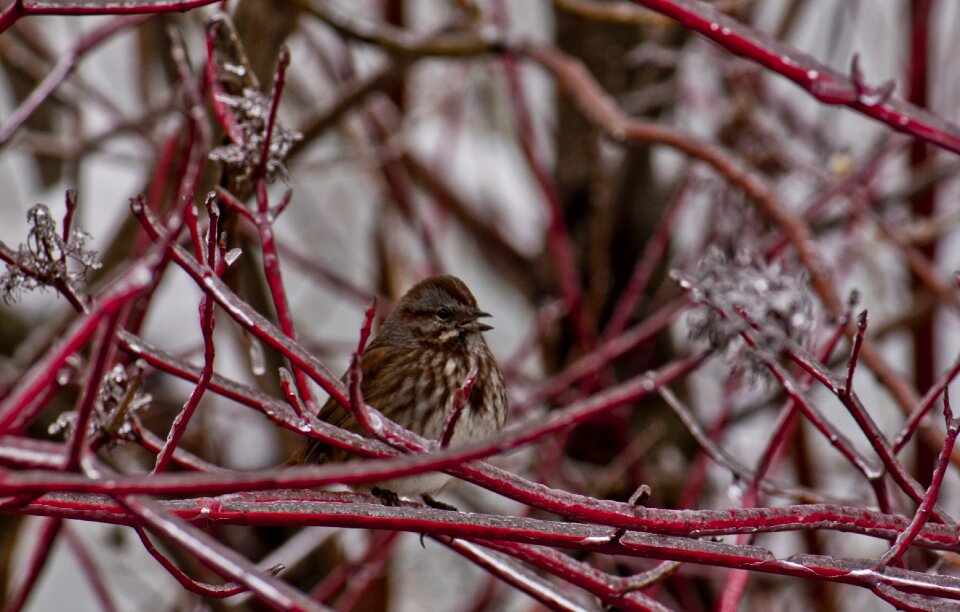 Winter nature